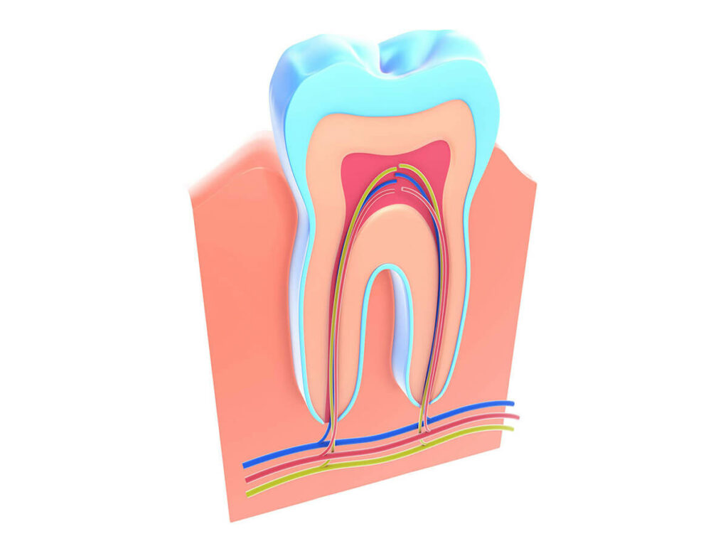 Graphic showing the inner-nerves and roots of a tooth.
